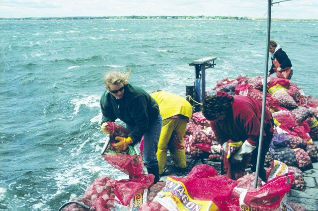 A DEM worker unloads quahogs into the rough waters, in early spring, outside Greenwich Bay. Picture