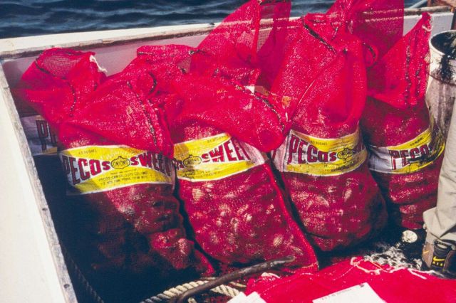 Bags full of quahogs waiting to be emptied into the waters around the quahog spawner sanctuaries. Picture