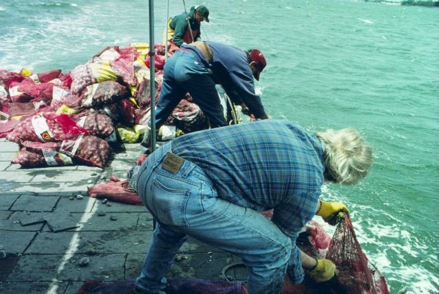 A close-up of volunteers as they empty bags of quahogs into the spawner sanctuaries. Picture