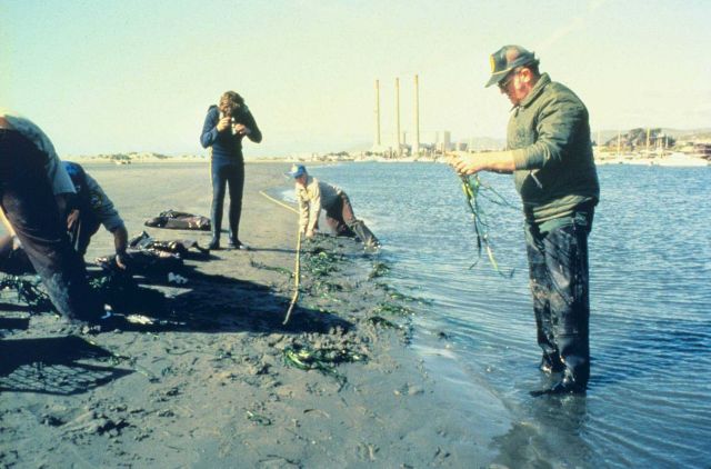 Workers measure the extent of oiling after the blowout. Picture