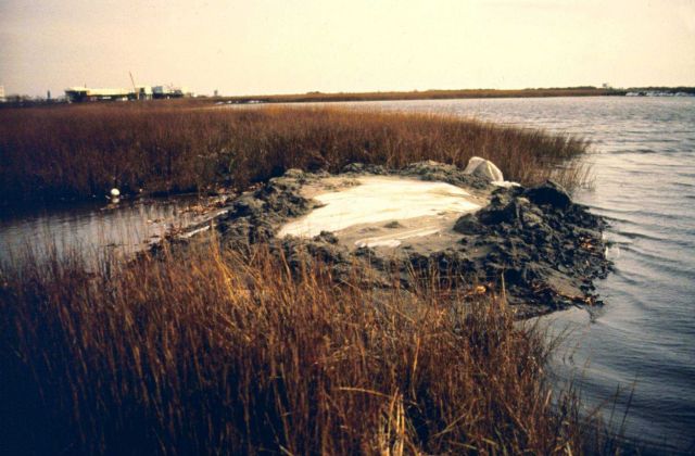 The Bay side of East Timbalier Island, oiled sediments after the blowout. Picture