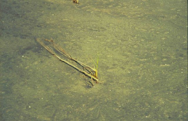 New Spartina alterniflora shoots out of a newly planted plug. Picture