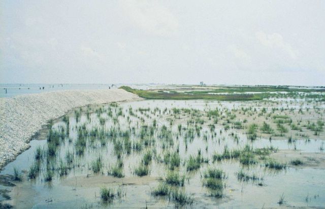 The second season plants. Picture