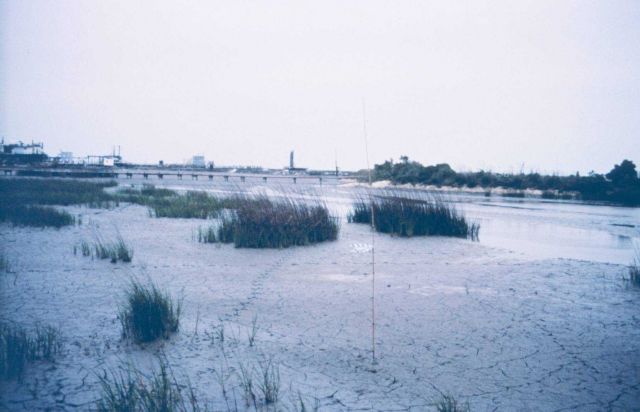 The second season plants. Picture