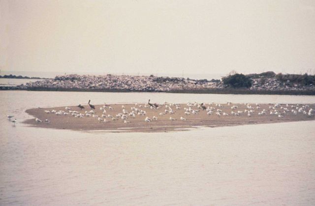 This image was taken after the oil spill but before restoration construction of the marsh platforms Picture