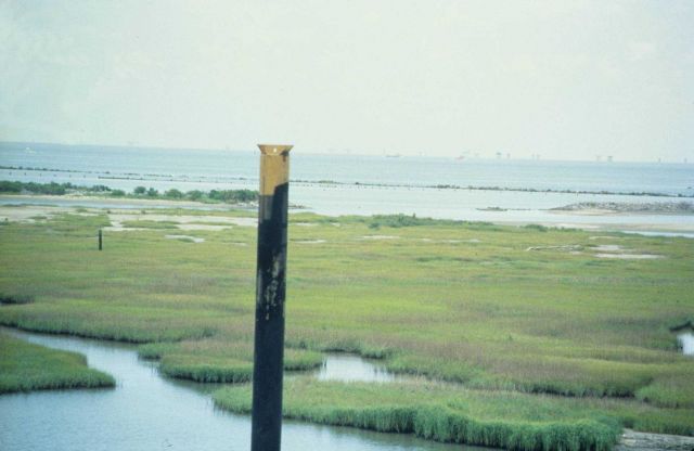 Spartina alterniflora in its third growing season, post restoration. Picture