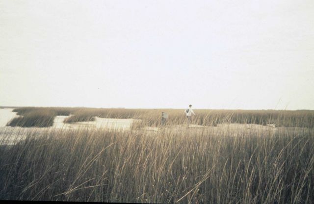 Monitoring growth of the marsh plants after year two of the growing season. Picture