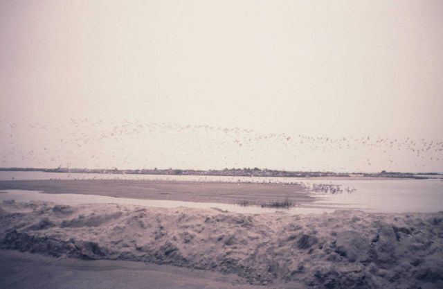 During restoration construction of the marsh platform, sediments being pumped into the cells created to contain the dredge material. Picture