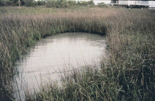A pond in the natural marsh on East Timbalier Island. Picture