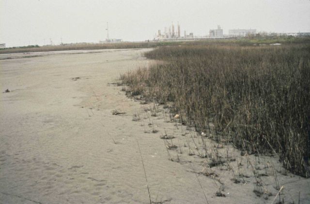 Natural marsh, East Timbalier Island. Picture