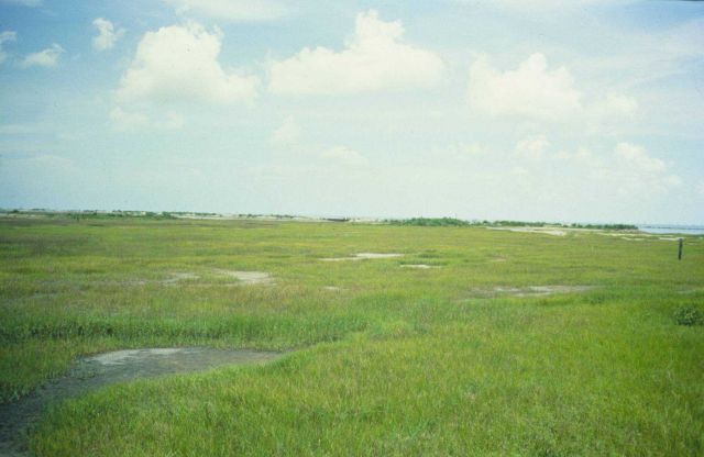 Spartina alterniflora planted at the restoration site is in its fourth growing season. Picture
