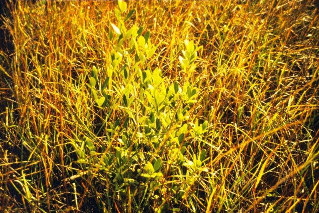 Black mangrove in the natural marsh on East Timbalier Island. Picture