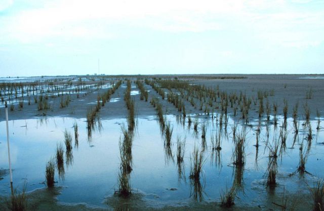 Newly planted smooth cordgrass, Spartina alterniflora, is colonizing at the high intertidal zone at the Lake Barre restoration site. Picture