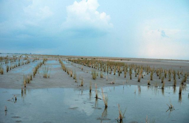 Newly planted smooth cordgrass, Spartina alterniflora, is inundated by the incoming tide. Picture