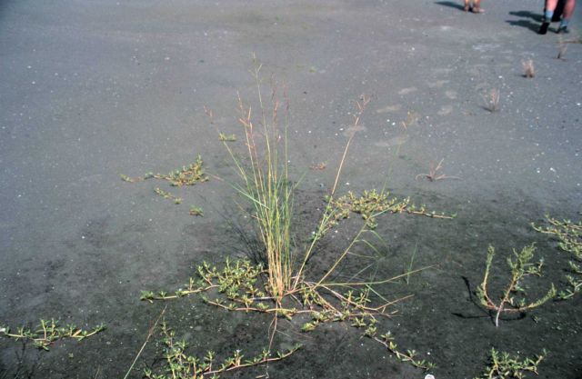 Smooth cordgrass, Spartina alterniflora, at low tide Picture