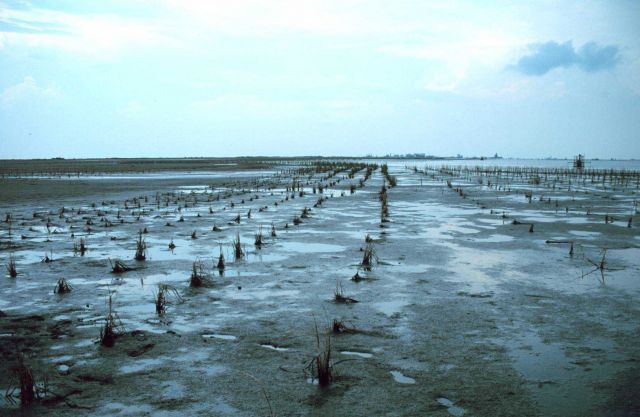Smooth cordgrass, Spartina alterniflora, flourishes at the western end of the restoration site, Lake Barre, East Timbalier Island. Picture