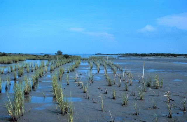 Smooth cordgrass, Spartina alterniflora, a salt marsh plant native to the area is planted in rows to encourage rapid colonization of the restoration a Picture