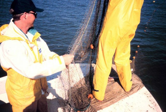 Chris Doley of the NOAA Restoration Center fishing gillnets to collect larger fish that inhabit near-shore shallow water habitats Picture