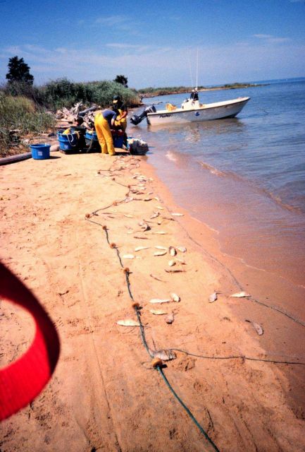Coaches Island, gillnet samples are processed and measured Picture