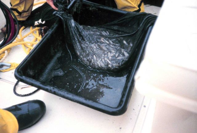 A collection taken from a 16' semi-balloon otter trawl Picture