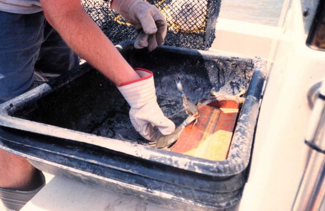 A scientist measures the number and size of blue crabs taken during the crab- pot collection phase of the sampling process for the project. Picture