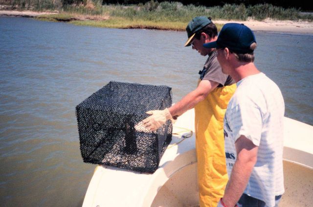 Setting crab pots in Poplar Harbor, note the fine mesh. Picture