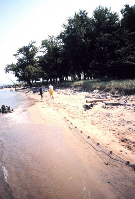 Stretching out the gillnet to pick fish on Coaches Island Picture
