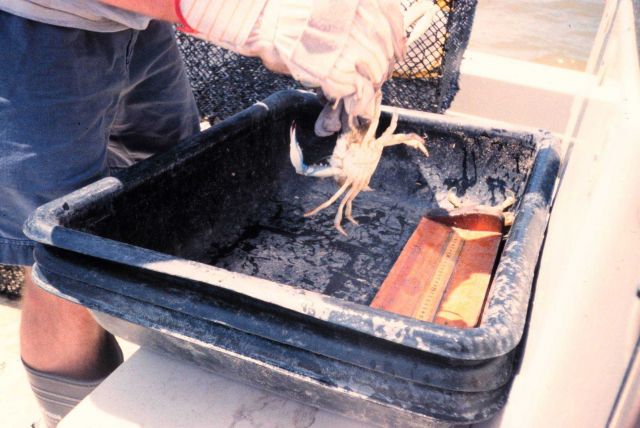 A small blue crab, approximately 3