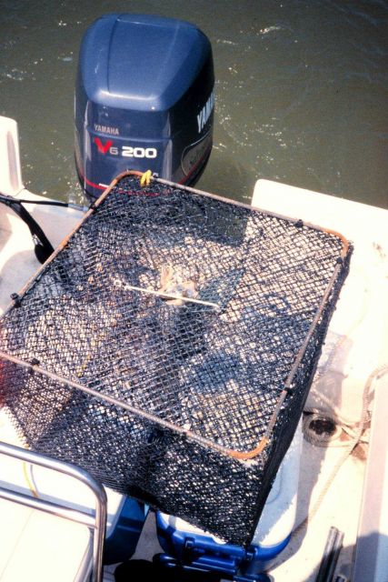 The bottom of the crab pot bait well is filled with menhaden. Picture