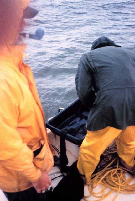 Lee Crockett ad Ed Townsend untie the end of the otter trawl to empty the catch into collection buckets. Picture