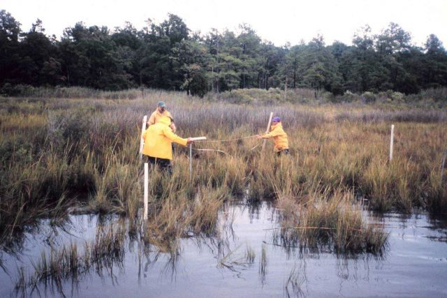 Preparing marsh sites for fyke net sampling at a reference site. Picture
