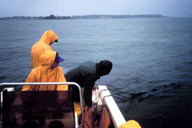 setting an otter trawl Picture
