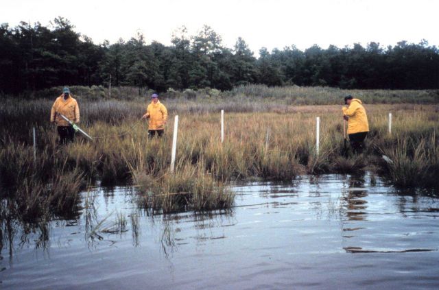 preparing at a marsh site for fyke net sampling Picture