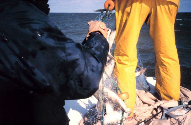 retrieving gillnets from the sampling area Picture