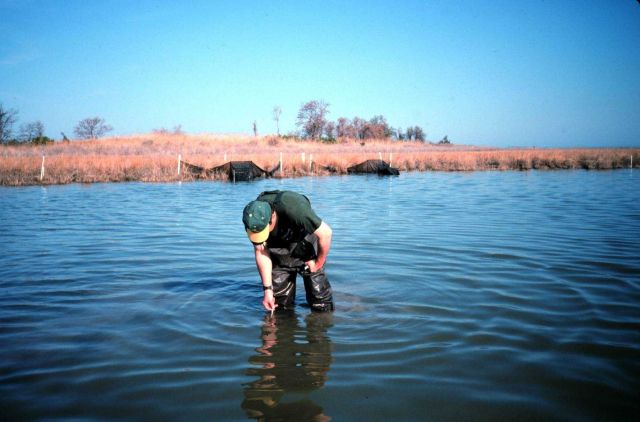 Dave Meyer taking environmental parameters and water temperature at the Back Creek site. Picture