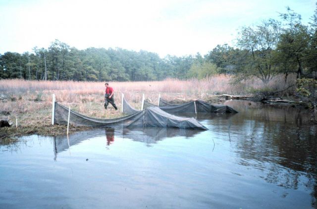 Waiting for the tide to go out, a fyke net collection Picture