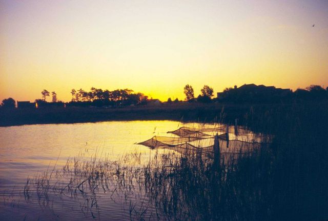 fyke nets in the marsh at the sundown Picture