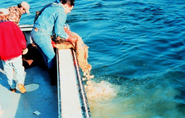 NOAA's Restoration Center Collection Picture