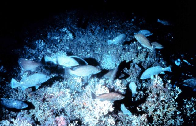 Grouper spawning aggregation in healthy Oculina varicosa habitat. Picture