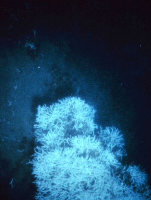 Looks like underwater marine plants -  NOAA's Restoration Center Collection Picture