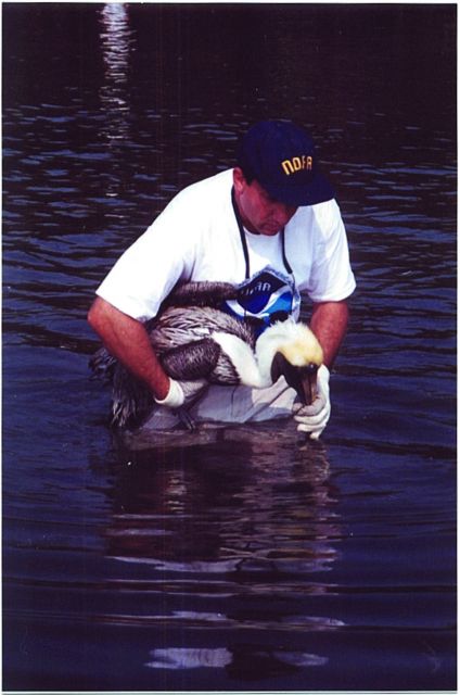 Scott Gudes of NOAA cradles a pelican that was injured when it became entangled in monofilament in its roosting area. Picture