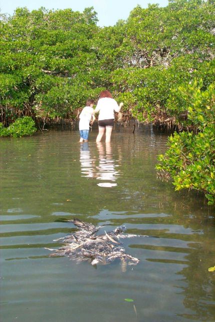 Volunteers hunt for discarded monofilament in the roots and branches of mangroves Picture