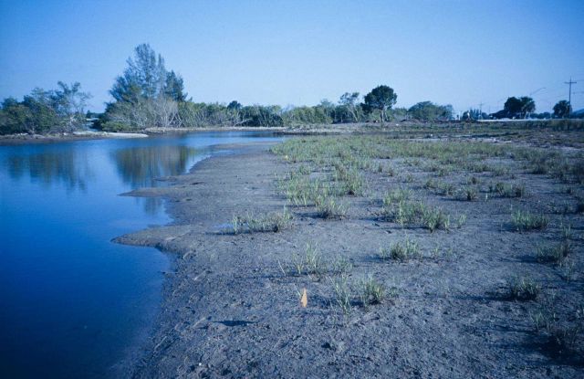A brackish water site before the planting at Palmetto Estuary. Picture
