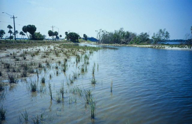 After planting, smooth cordgrass, Spartina alterniflora at high tide. Picture