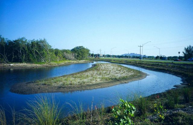 This image shows the Spartina alterniflora plants in the center of the island Picture