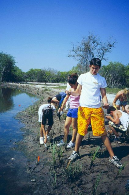 Volunteers plant smooth cordgrass, Spartina alterniflora, in rows Picture