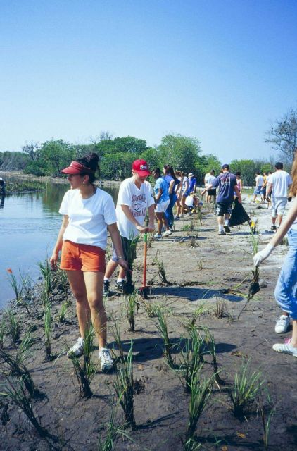 The students use dibble bars to create holes to plant the smooth cordgrass, Spartina alterniflora, plants. Picture