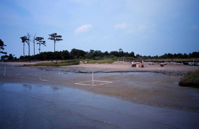 Setting up planting sites at Barren Island for patchy and continuous planting areas Picture
