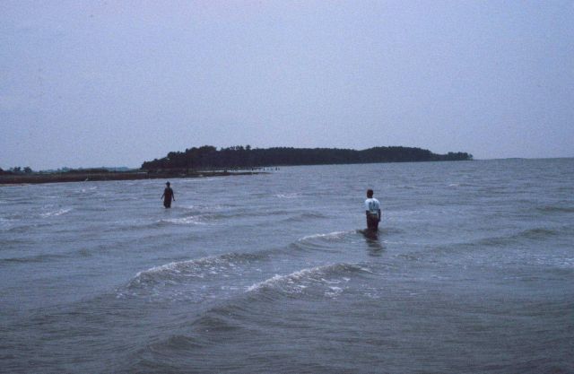 The restoration planting site at high tide. Picture