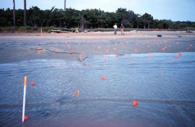 A restoration planting site designated to receive patchy plantings Picture